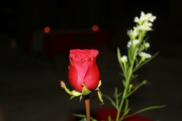 rose on table